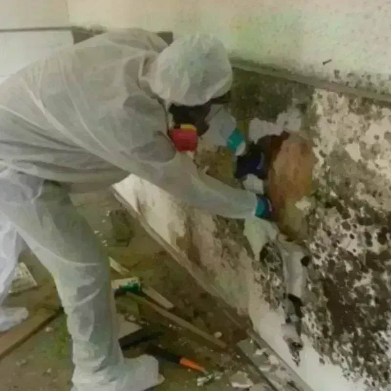 Mold Remediation and Removal in Warr Acres, OK